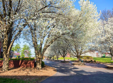 Southern Illinois University Edwardsville